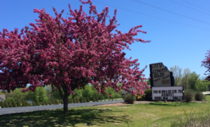 city limits sign near blossoming tree